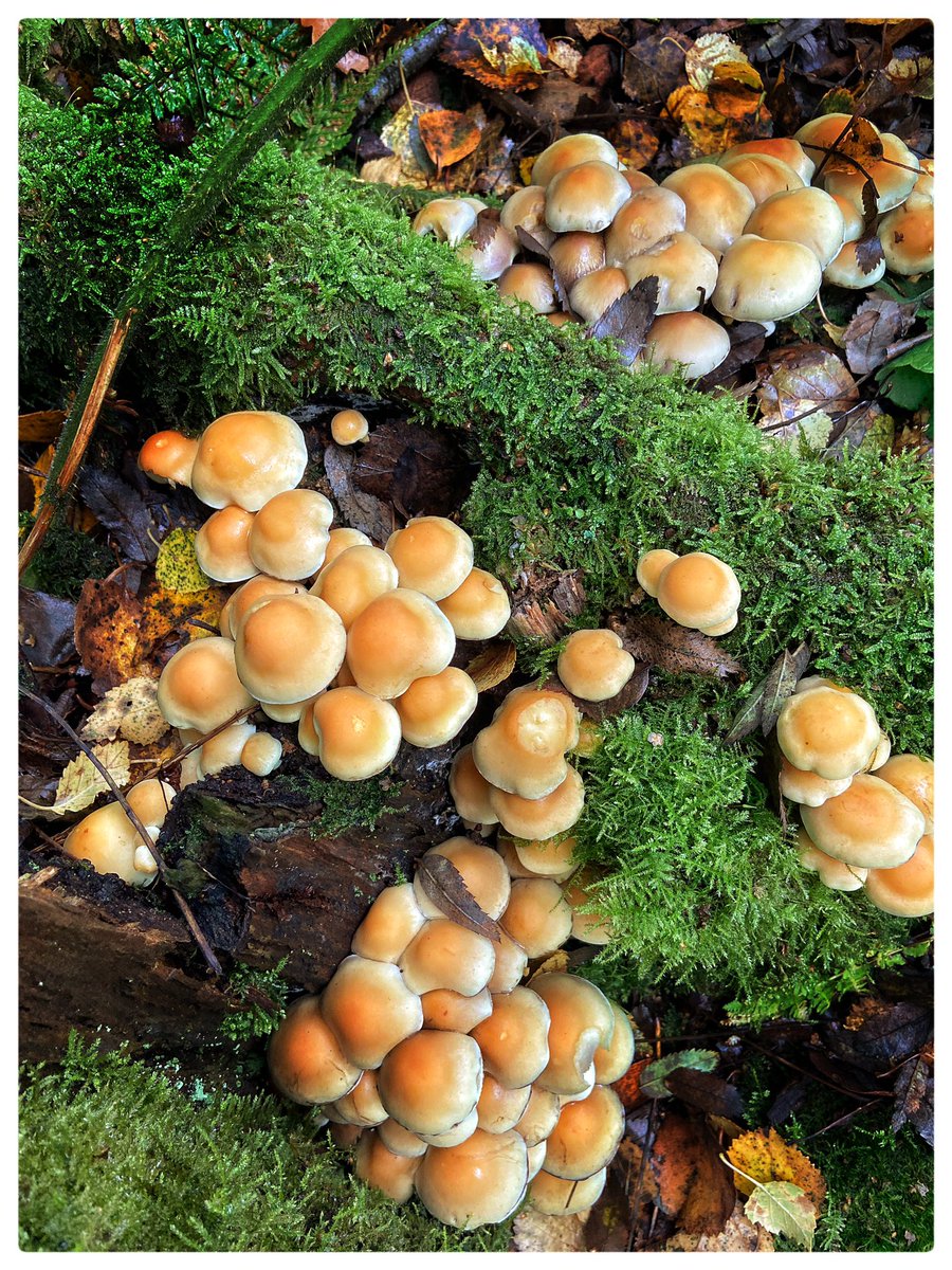 pitheadbaths's tweet photo. Todays guided walk I did around the Pretoria (Hulton) Colliery pit disaster site turned up interesting fungi; Honey Fungus, Sulphur Tuft, Black Witches Fungus and Milking Bonnet #fungi #nature #woodland #PretoriaPit #OverHulton https://t.co/8X0gQLGbdh