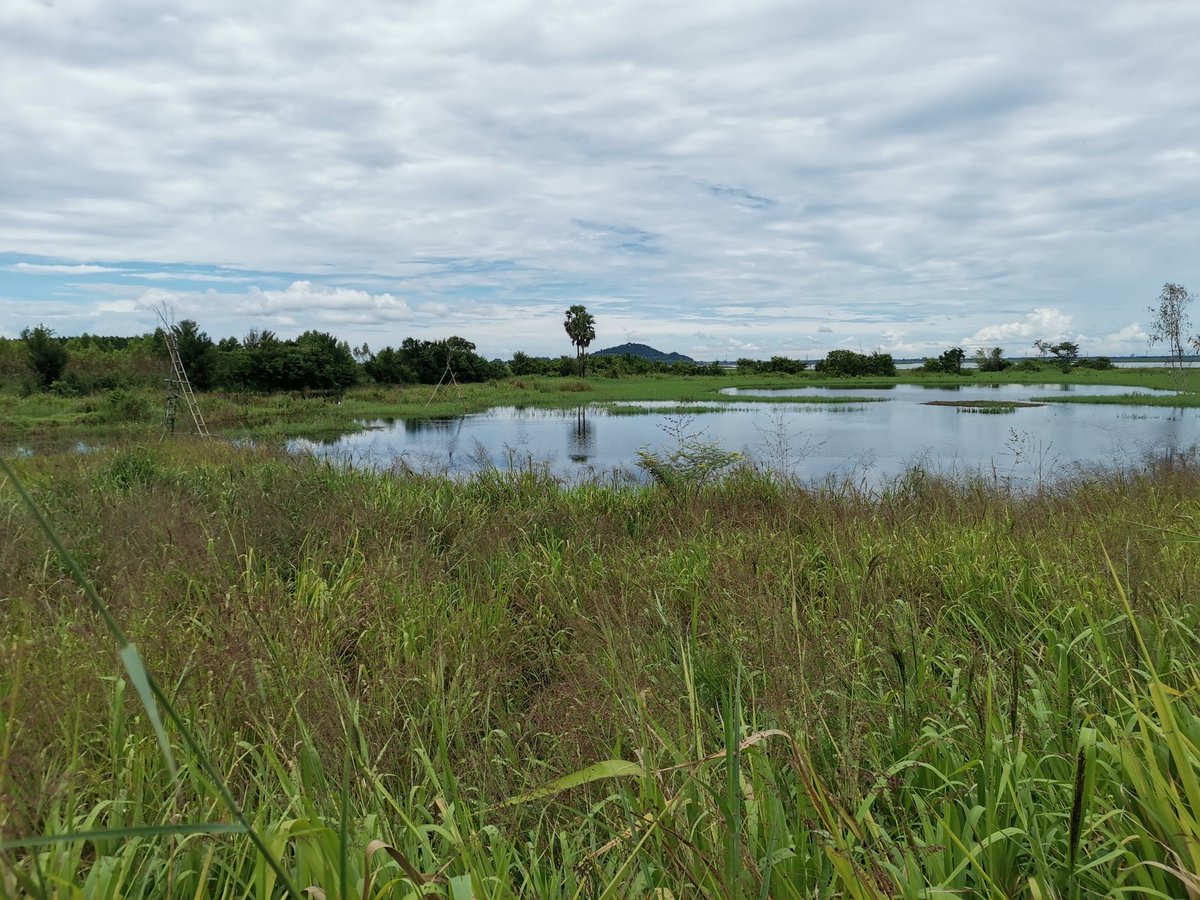 jayshrike's tweet photo. Today we've tried covering as many habitat types as possible in 3 provinces SE of #Bangkok
It was a lot of fun despite a long list of common species missed! 
#GlobalBigDay #birds #globalbirding #WorldMigratoryBirdDay #birding #globalbirdweekend #birdsuniteourworld @global_birding https://t.co/wpnDyo9swL
