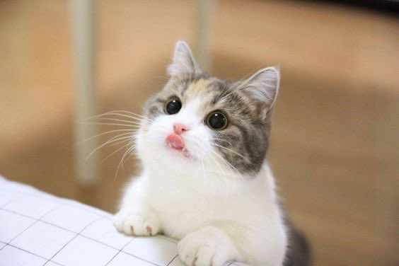 jmeman813's tweet photo. 메롱하고 모른척하는 나냥이 https://t.co/bIv26YKGHy