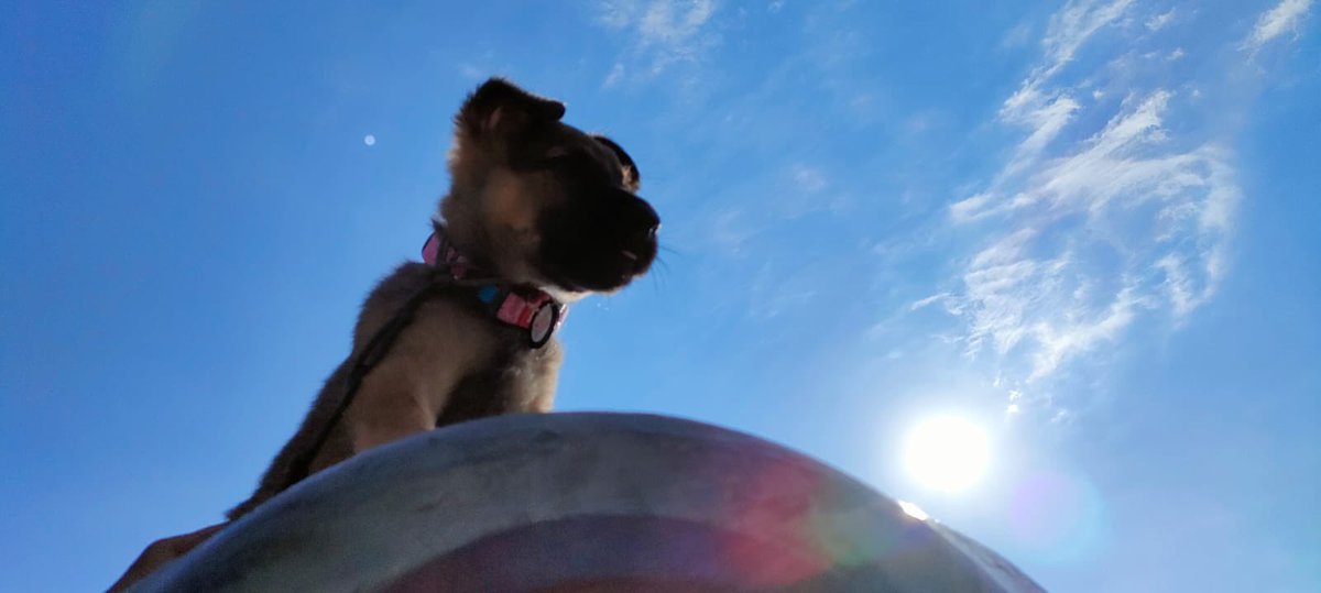 WeshahiCaesar's tweet image. Victory is near. But we still need help. Our volunteers are pushing hard to raise funds to keep giving aid and food to my fur brothers and sister in small towns where I was found. Please donate my brothers and sisters need you more then ever. gogetfunding.com/raising-money-…