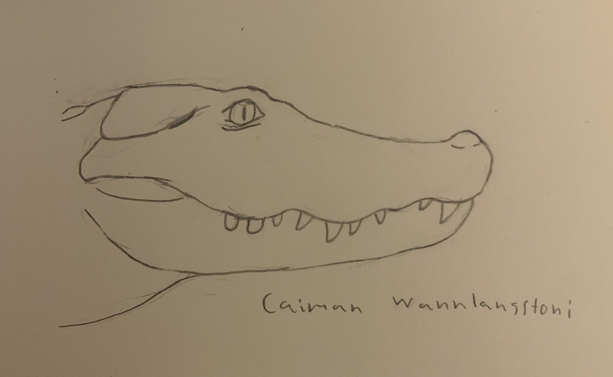 Caiman_fan's tweet photo. A previous drawing I made of the extinct caiman Caiman wannlangstoni, which had blunt teeth in the back of the mouth likely for crushing mollusks, for Day 8: Pebas Parade of the #Croctober 2022 Art Challenge. 
#Croctoberart #caiman #drawing https://t.co/0oqttX3JZu