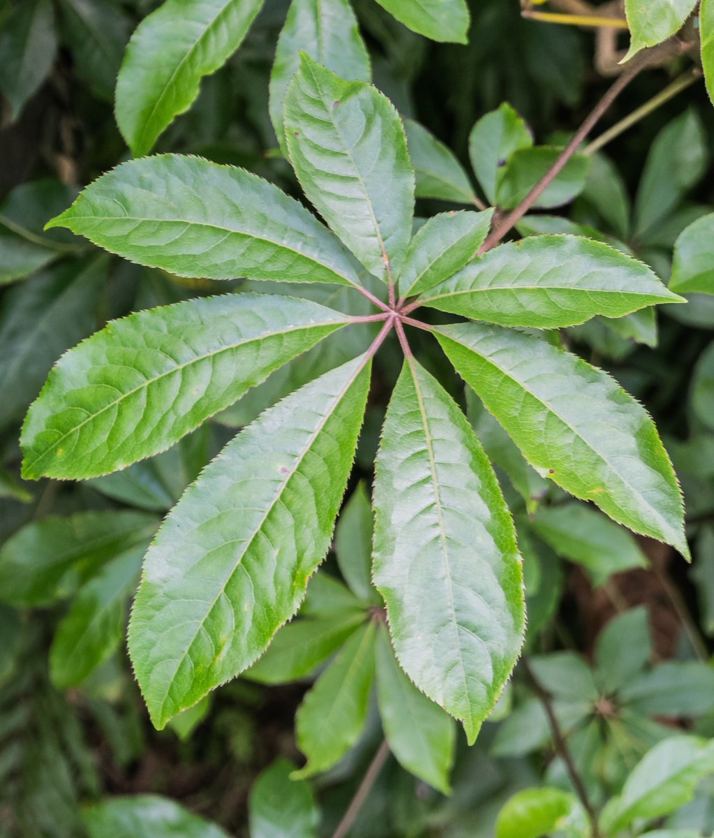 BTSgreenhouse's tweet photo. 7️⃣Seven fingers/Schefflera digitata
#7DaysToBusanConcert https://t.co/AcBFho9Evj