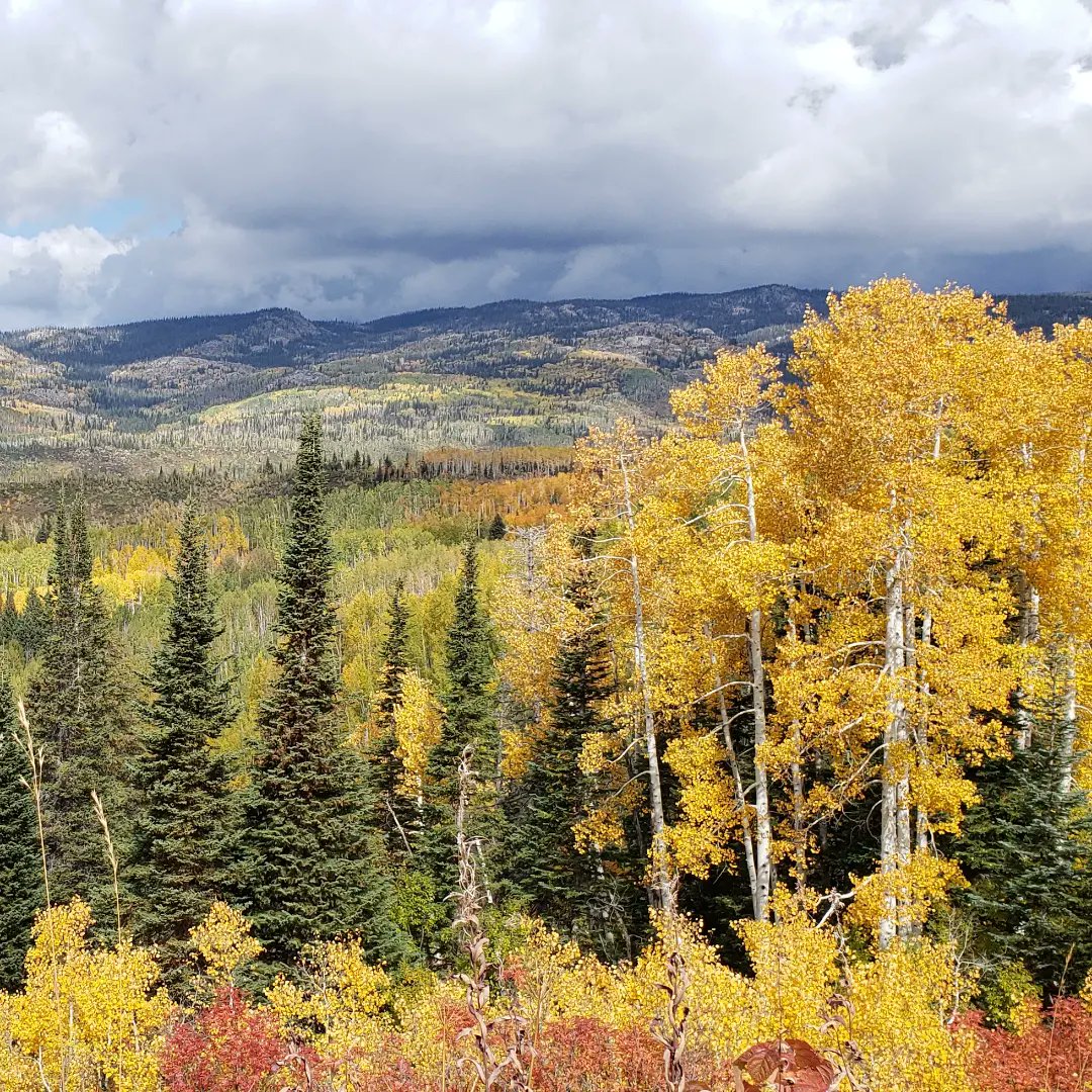 KatK9writer's tweet photo. The #colorado #fall colors were spectacular! These #mountains inspired the setting for #ChasingJustice and the #NationalforestK9 series.
#coloradoliving #mountains #usforestservice #writinginspiration #amwriting #fallcolors #Coloradolife https://t.co/qjEDKUnyM1