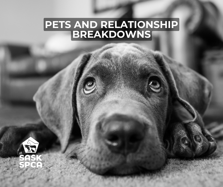 SaskSPCA's tweet photo. For many people, pets are considered part of the family and not mere items of personal property. However, in Saskatchewan, pets are defined as personal property according to The Family Property Act.

Read the article: https://t.co/NKmOMTTlAT https://t.co/Xb8p7bRN7D