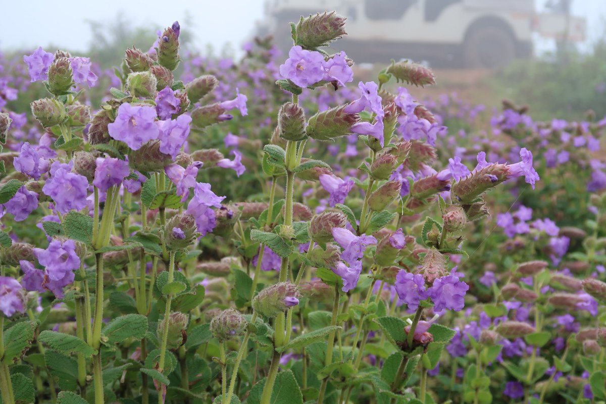 arvindmurching's tweet photo. Neelakurinji flowers, hills near Chikmagalur, Karnataka. Said to bloom every 12 years. Just made it through packed roads https://t.co/sY5yDutx8g