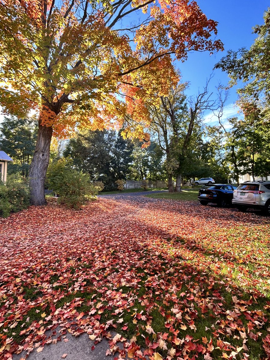 #VermontFoliage mybackyard