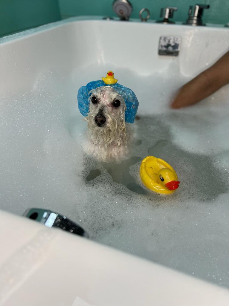 Llevé a mi perro a un spa (en verdad era a bañarlo y cortarle el pelo, pero en un jacuzzi o algo así), obviamente estaba indignado y se debe haber sentido ridículo, porque me mandaron esta foto y veo el odio en sus ojos