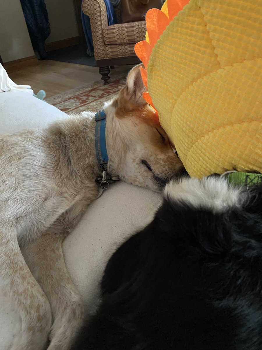 loola234's tweet photo. Always snuggling https://t.co/vBnO5rBRJq