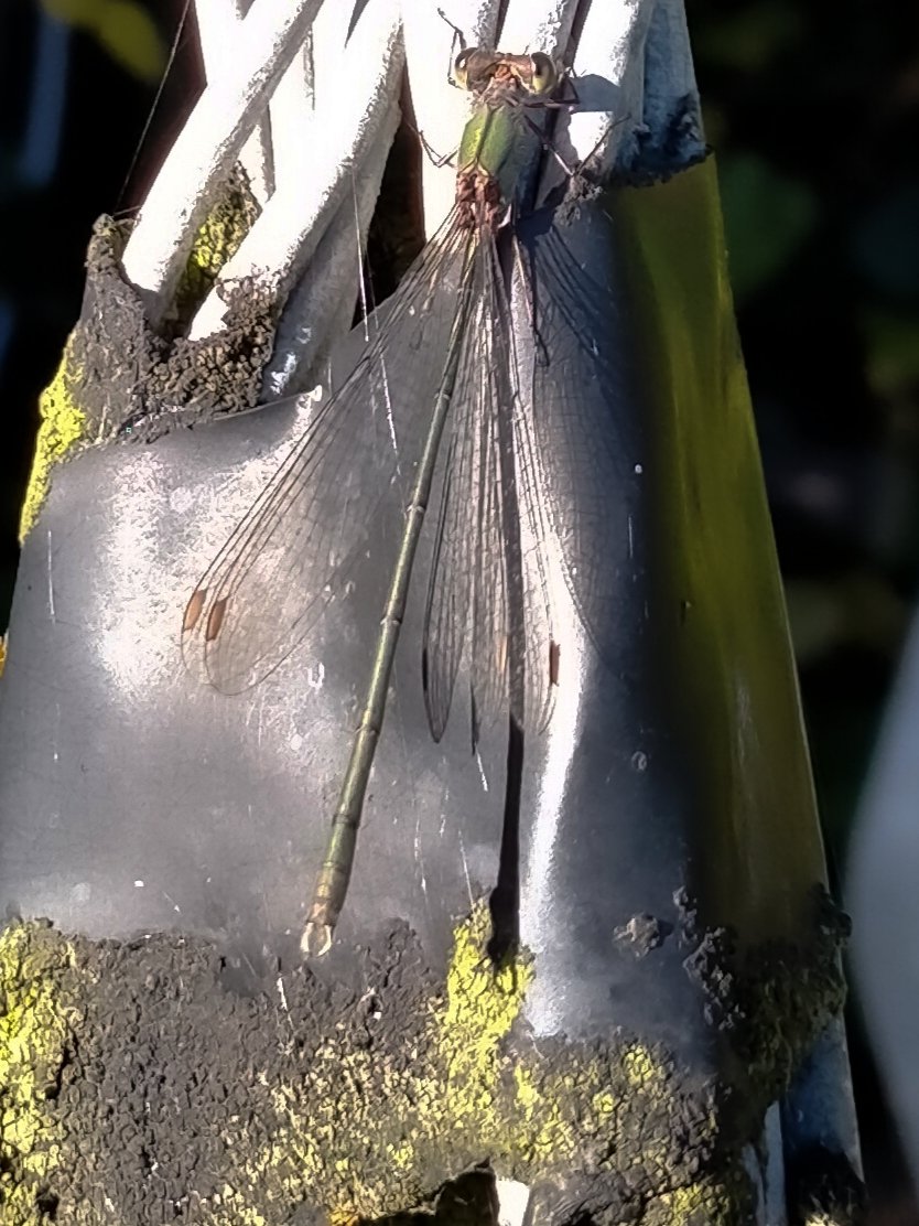Mick Turton (@mick_turton) on Twitter photo <a href="/NorthCaveWet/">North Cave Wetlands</a> <a href="/Wintersett1/">Wintersett</a> <a href="/BDSYorkshire/">York. Dragonfly Grp.</a> First one in our Easington garden today. <a href="/spurnbirdobs/">Spurn Bird Observatory</a> <a href="/NorthCaveWet/">North Cave Wetlands</a> <a href="/Wintersett1/">Wintersett</a> <a href="/BDSYorkshire/">York. Dragonfly Grp.</a> First one in our Easington garden today. <a href="/spurnbirdobs/">Spurn Bird Observatory</a>