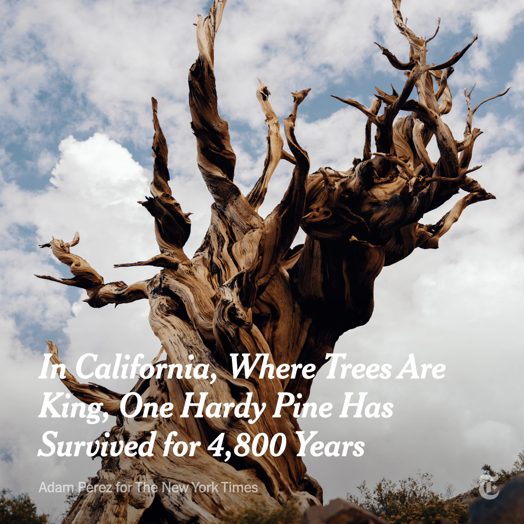 The New York Times tweet media