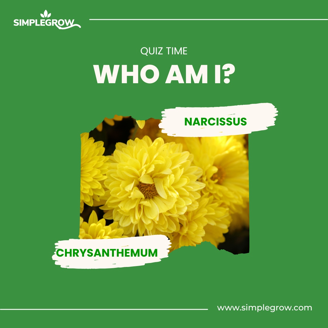 Simple Grow tweet media