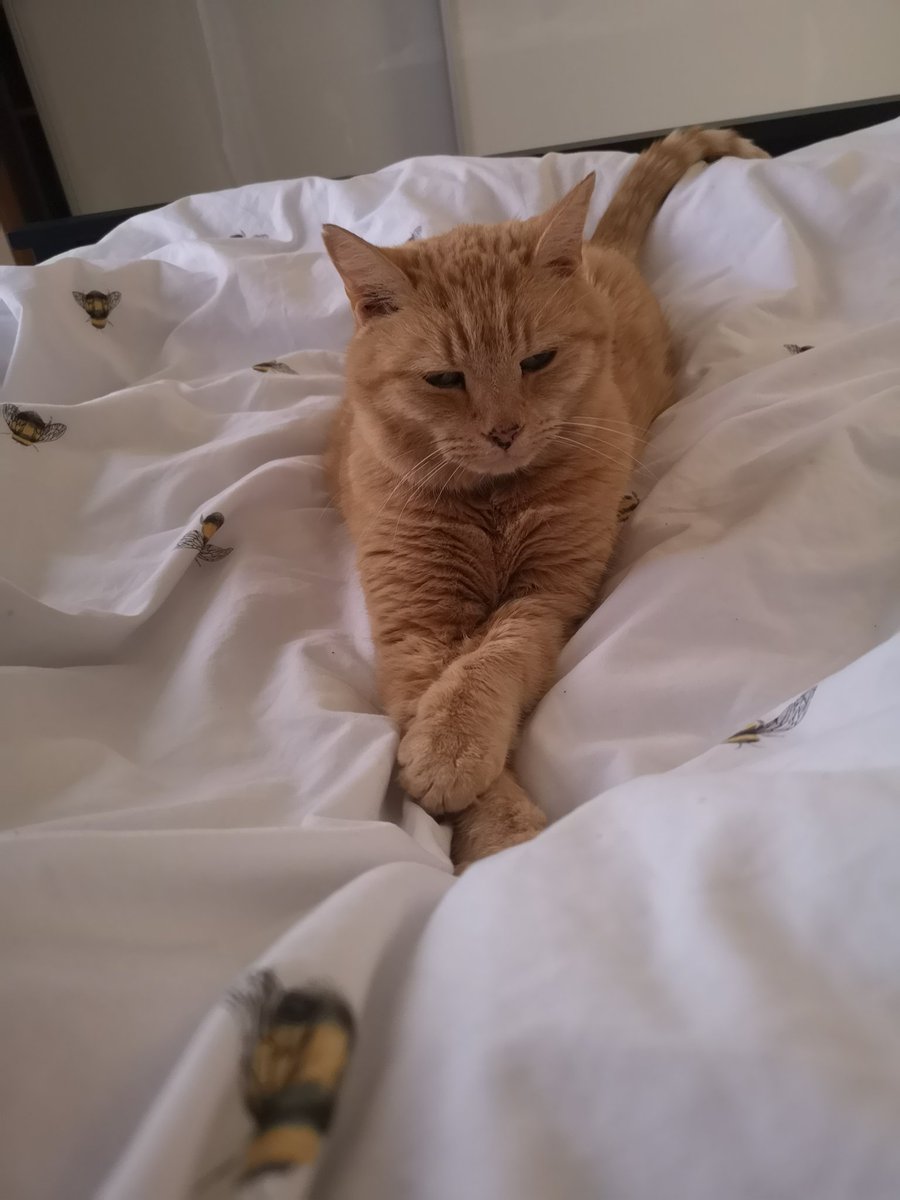 kew00's tweet photo. The most wonderful ginger cat in the world #bestmate https://t.co/TppJ9GRJ09