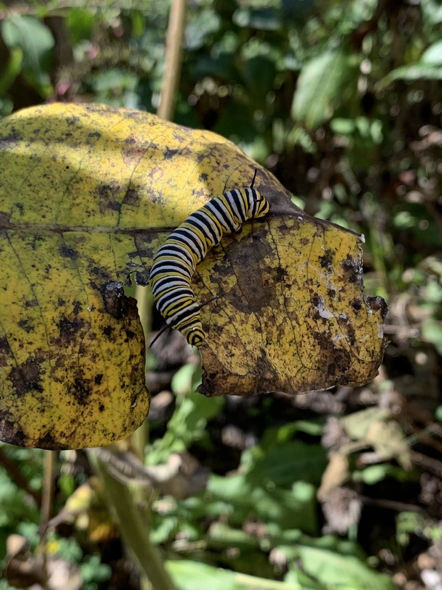 Kristen Buckley tweet media