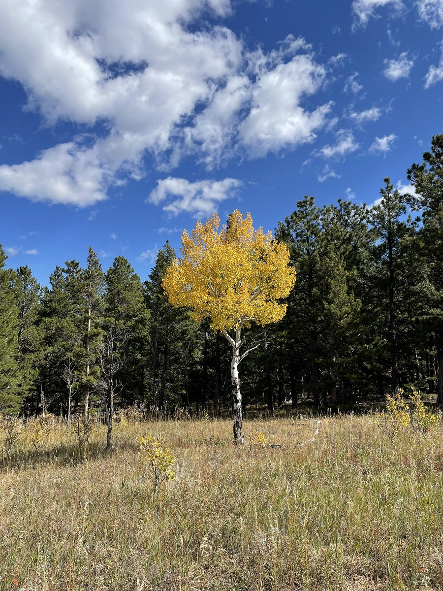 sinkm's tweet image. “Why fit in when you were born to stand out?” #Coloradoaspens #fallcolors #aspentree
