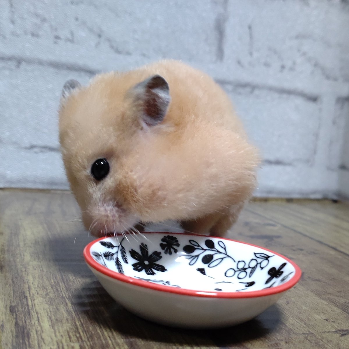haname05's tweet photo. 昨日は🍠掘りしました。
お土産の超小芋をプレゼント🎁
まずはその場で囓り、残りは頬袋にしまってお持ち帰り🍀
右側と左側、別ハム💦巣箱に変える前に右にはマットを詰込んで、両頬ふっくらして帰りました😊 https://t.co/61dDdh7zej