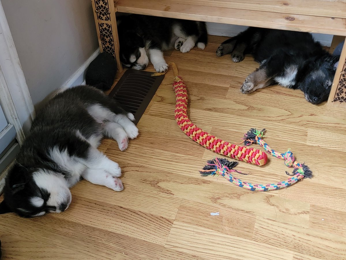 ASutton613's tweet image. Ankle biters recharging! 

So cute 💕