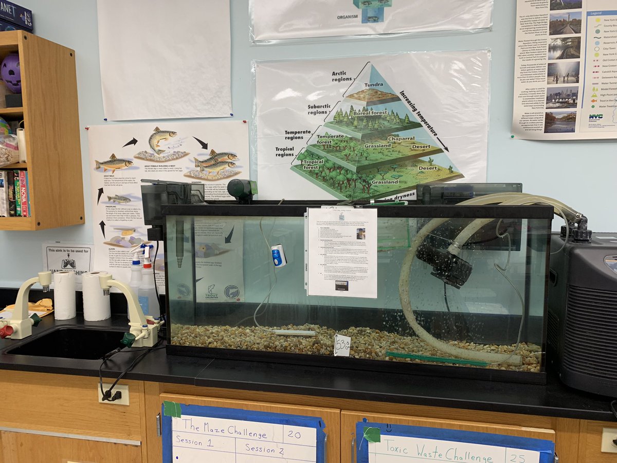 Cooper6Sms's tweet photo. Cooper 6 welcomed a new batch of trout eggs into our science classroom courtesy of #troutintheclassroom. Over the next seven months we will tend to our ‘hover’. In May they will be released into the Croton Watershed. #scarsdalemspride https://t.co/787Z484Waa