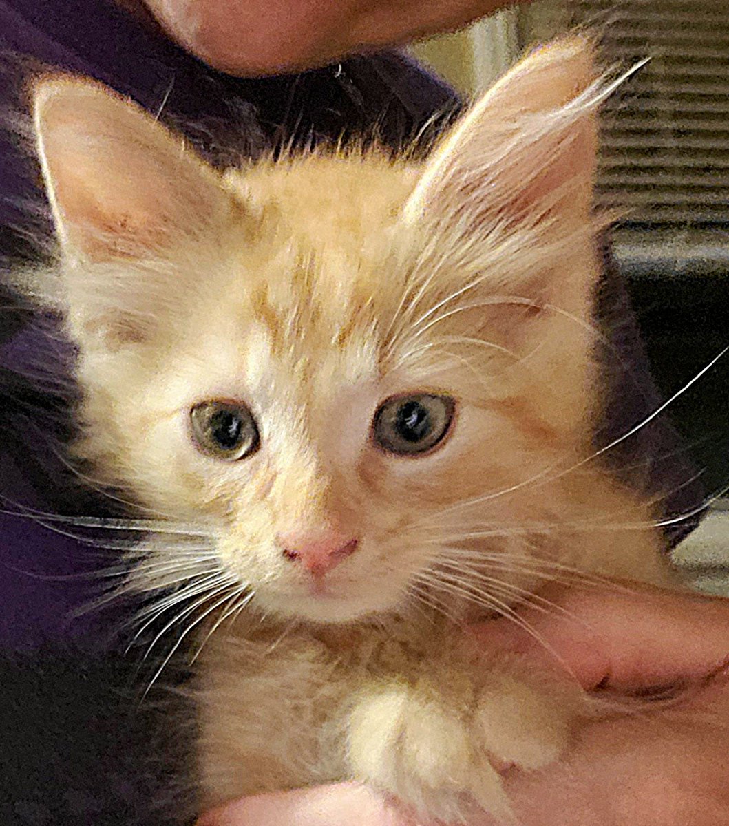 EBAinLA's tweet photo. 'Is that....me?'

The innocence of youth. You just want to protect them as long as you can...help me continue to protect them, teaching  them the wise ways of the cat when they're ready. Support my Race for the Rescues. Pictured: Thai Tea

https://t.co/K4I08FclYH https://t.co/a8g2k7anYI