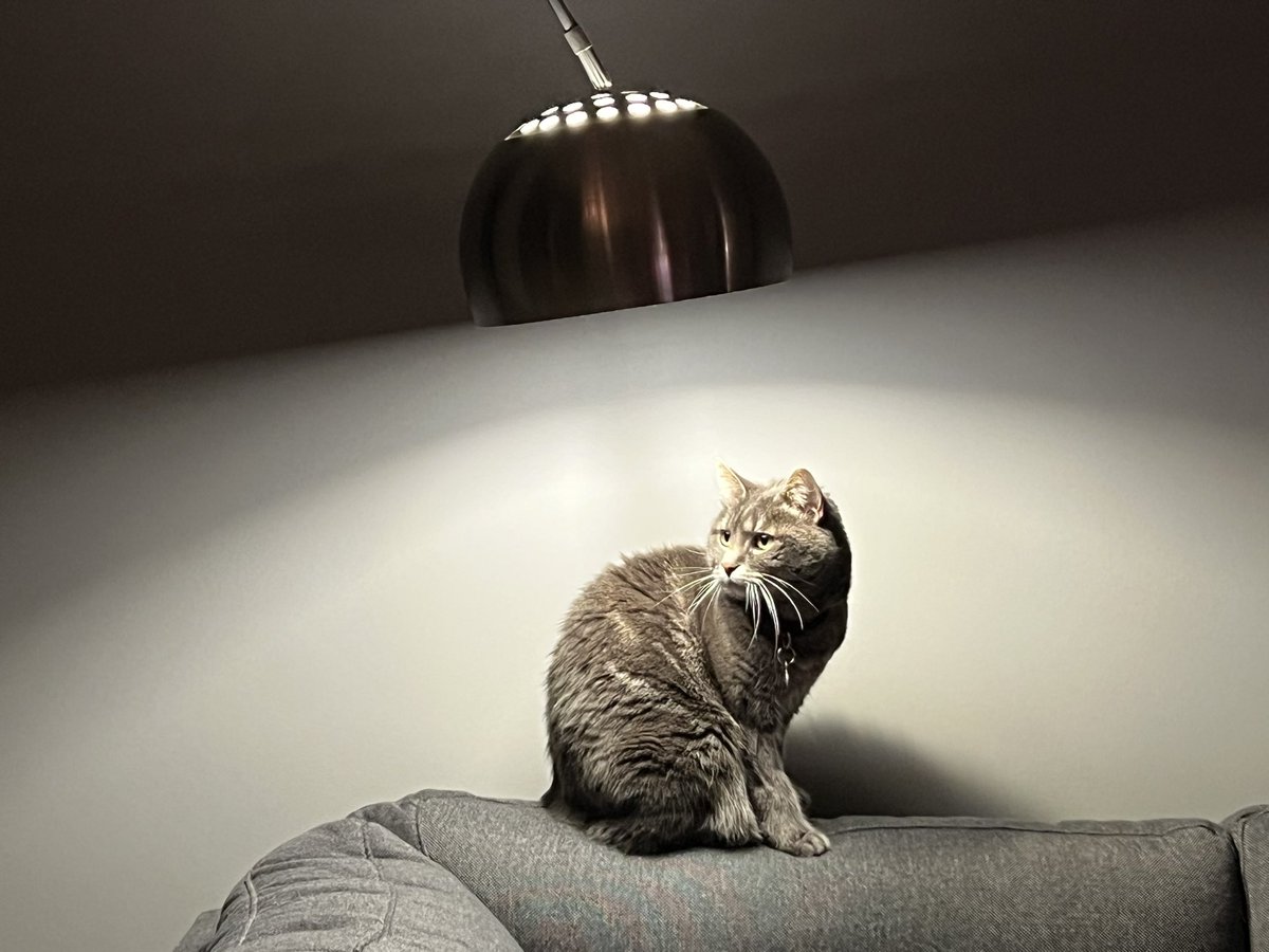 #cat #lamp