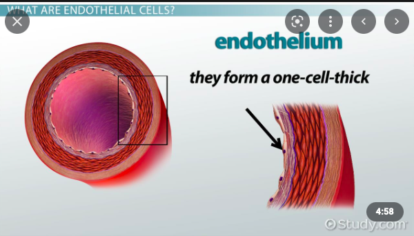 ssayssayssay's tweet photo. The viral sp!ke protein infects the cells of the endothelium. It permeabilizes their membranes and is expressed on the outside of the cells. The endothelium is the largest vital organ in the body, lining, protecting and regulating every vessel, lymph node and organ. https://t.co/RYA0sHyIbl