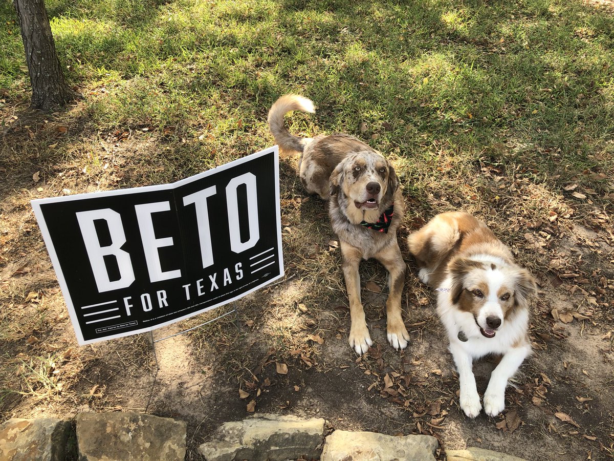 Bruce and Bailey for Beto! #dogsforbeto