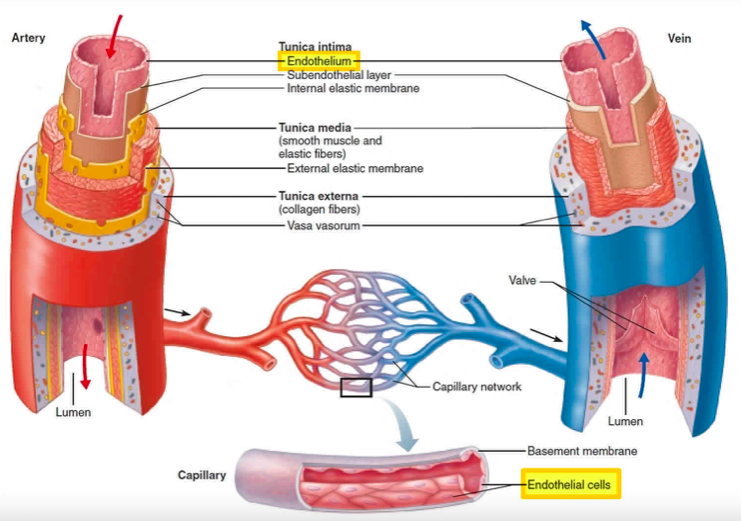 ssayssayssay's tweet photo. The viral sp!ke protein infects the cells of the endothelium. It permeabilizes their membranes and is expressed on the outside of the cells. The endothelium is the largest vital organ in the body, lining, protecting and regulating every vessel, lymph node and organ. https://t.co/RYA0sHyIbl