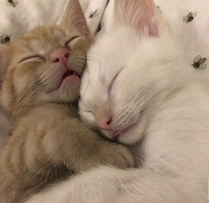 cravedcuddle's tweet photo. could be us https://t.co/qOAocGGRy8