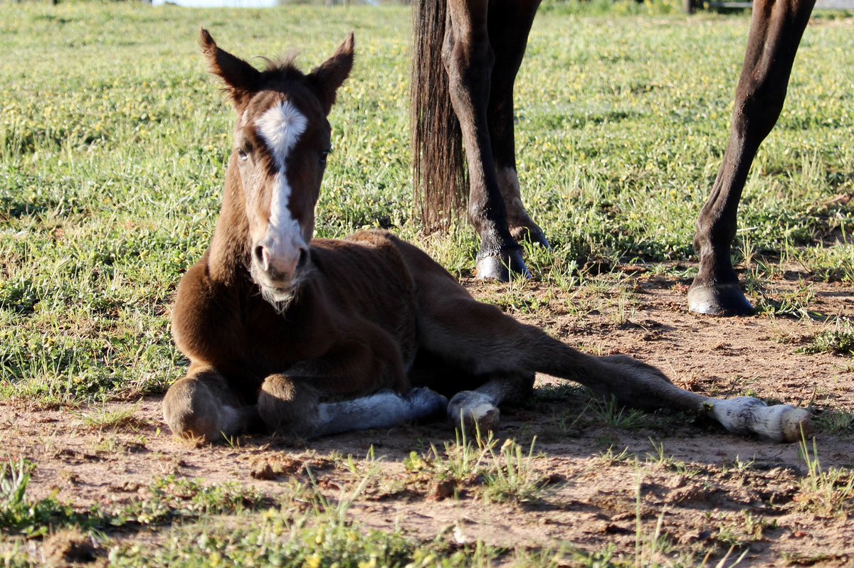 CobeLodge's tweet photo. Early morning arrival, a blingy Vincent filly fro Our Torias Secret NZ @Alabarfarms @HRINZ https://t.co/oFFtkSrmcT