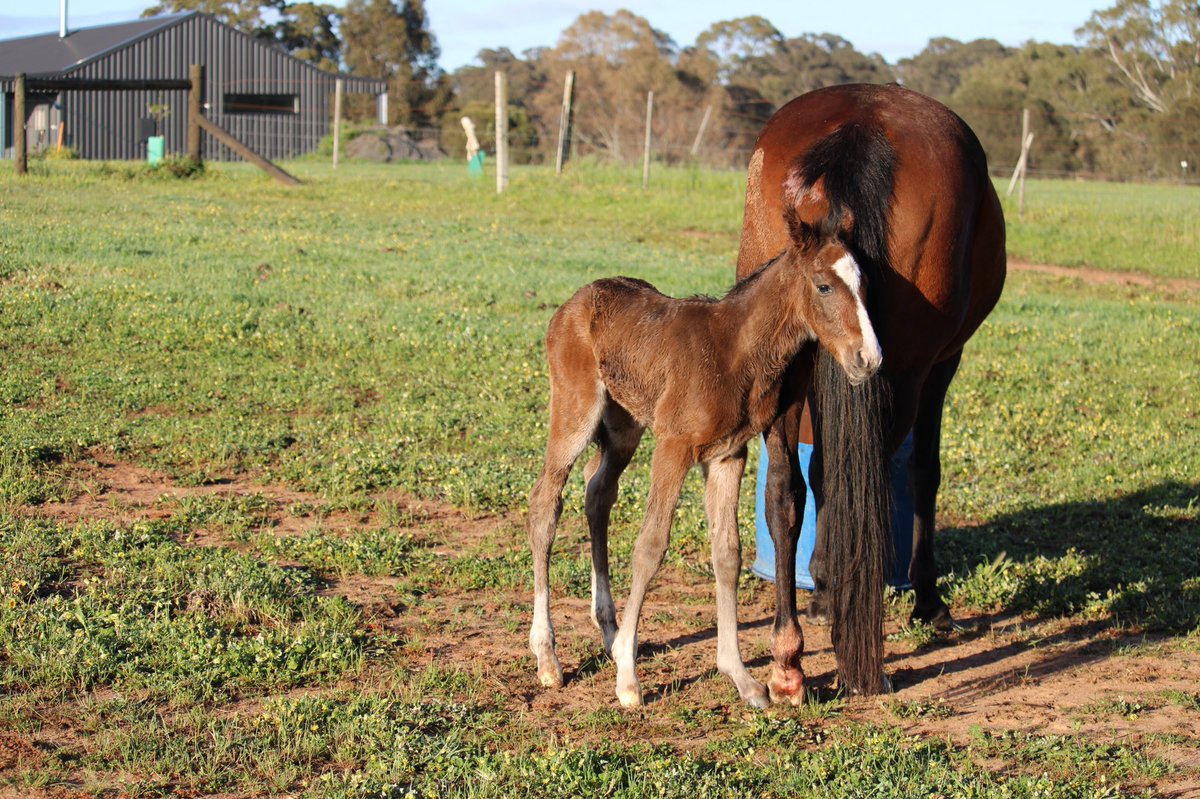 CobeLodge's tweet photo. Early morning arrival, a blingy Vincent filly fro Our Torias Secret NZ @Alabarfarms @HRINZ https://t.co/oFFtkSrmcT