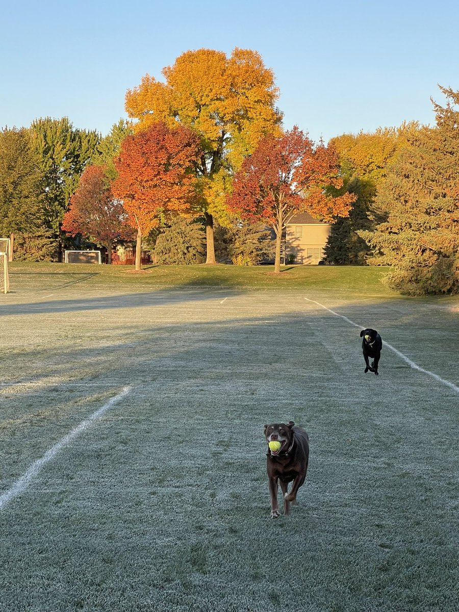 Honch's tweet image. A beautiful frosty fall Sat. morning here in MN. These two are loving it!