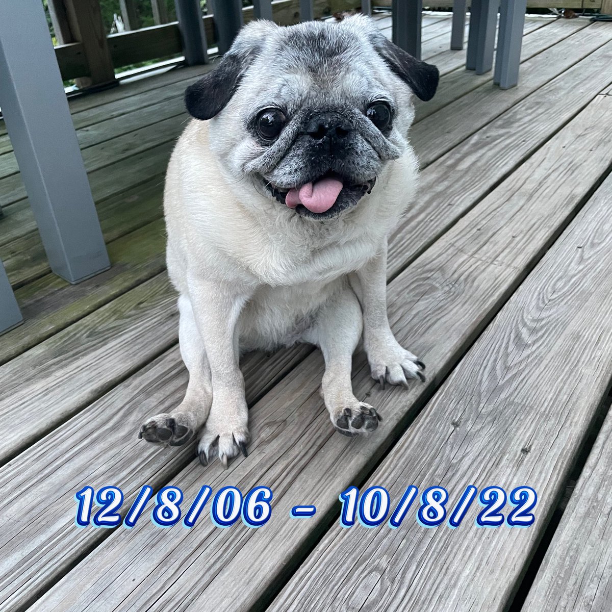 With a broken heart I have to announce that our sweet little girl Lulu crossed the rainbow bridge 🌈 She is now our angel yelling at us from heaven. She was loved by all that knew her and she loved all you. I will miss her but at least I know that she is not suffering anymore 💔