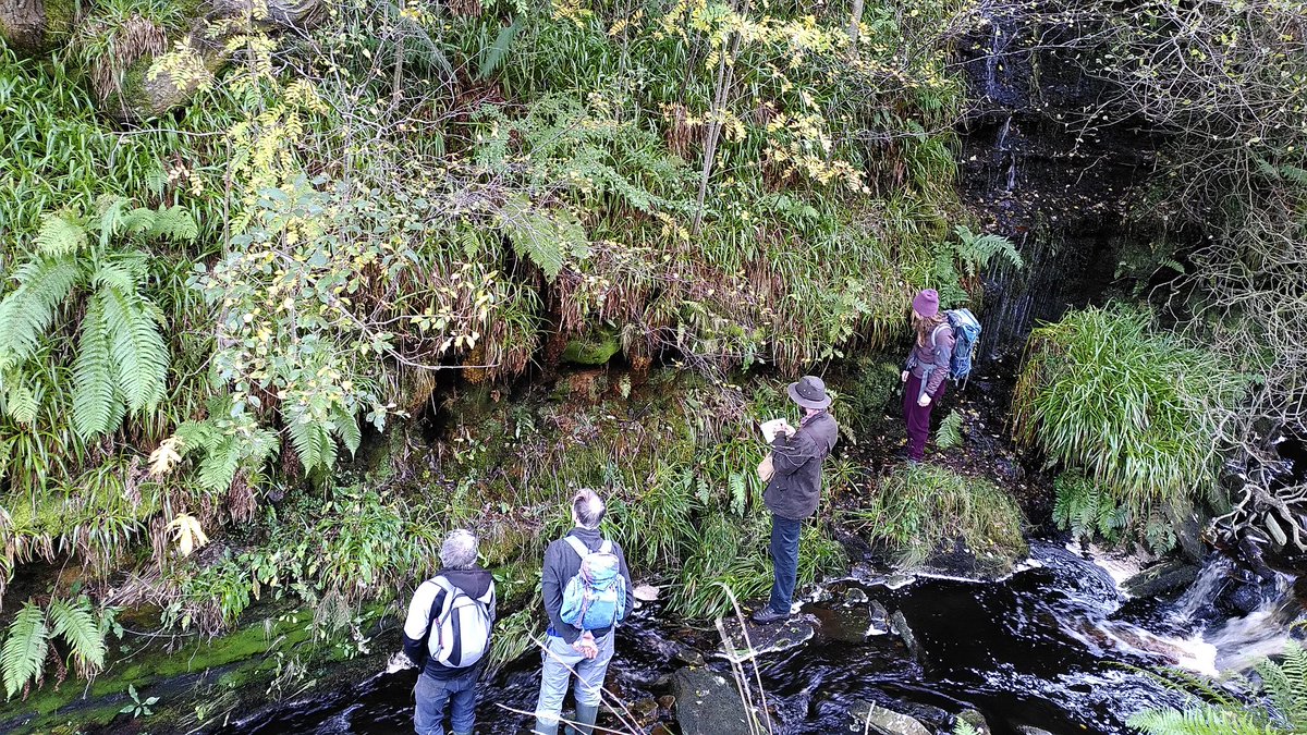 sjh220's tweet photo. Another great @ynuorg bryophyte meeting at Ogden Clough nr Halifax.Moerckia and Daltonia the highlights,both v rare in Yorks.Lots of nice species by reservoir too with lots of Archidium. @BBSbryology https://t.co/6FJX6AHgSb