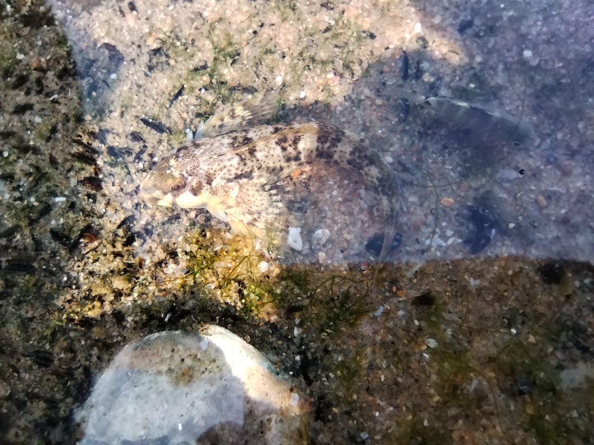 Goby fish living in the rocky tide pool of Covelong. #marinebiodiversity #marinefish #coastalecosystem #rockpool