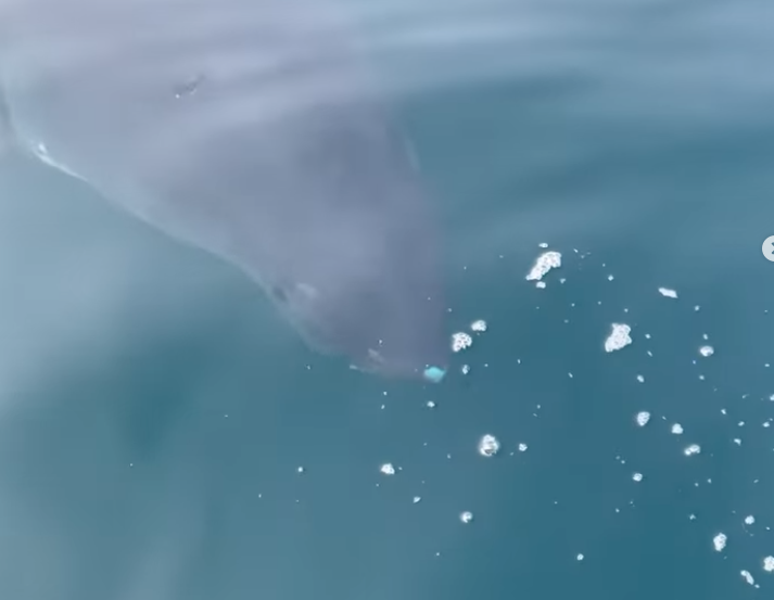 WestMarinFeed's tweet photo. Incredible great white shark footage from yesterday off of Point Reyes. The California White Shark Project are dedicated marine scientists collecting and analyzing data to monitor the sharks recovery. See the video here:
https://t.co/yVOc8INqCN https://t.co/Rt9GkuKntT