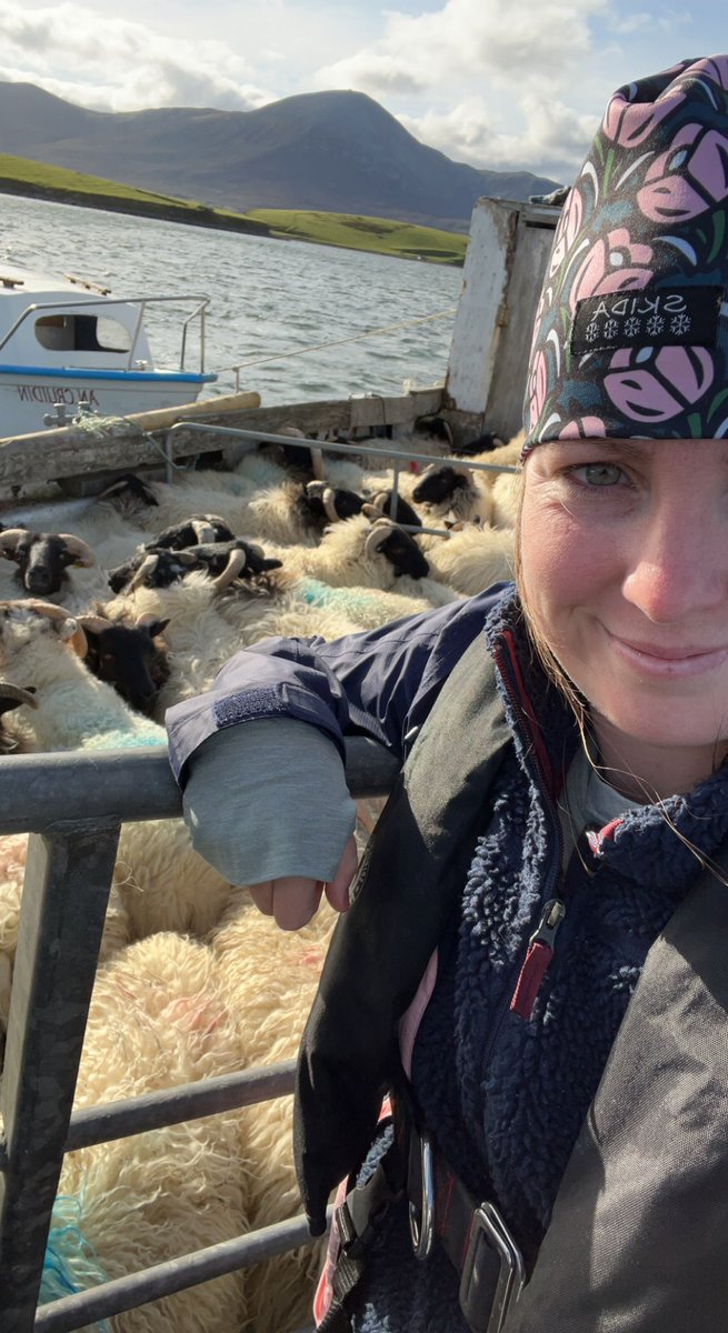 kaytool's tweet image. Grateful that @SocietyMelanoma Congress 2022 is in Edinburgh, as it made it possible for me to see my family in Ireland (while on a grad student budget). Today, I helped my cousins move sheep from an island back to the mainland. Lots of gratitude.