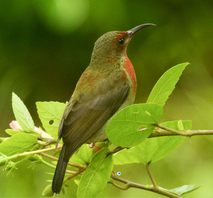 #vigorssunbird #birdcountindia #birdsofgoa
