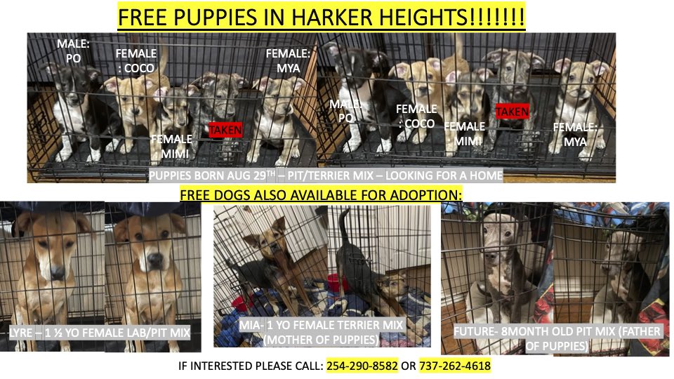 BerryJ_Official's tweet photo. Central Texas Area #freepupies #freepups https://t.co/jzjLMIiJmr