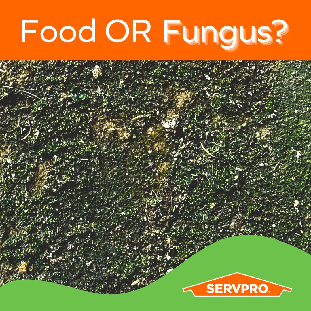 Food OR fungus? Comment with your answer!

Never clean mold yourself. Mold remediation requires specialized equipment and expertise to remove it safely.

Mold Damage Tips 
servprofriendswoodpearland.com/mold-damage-ti…