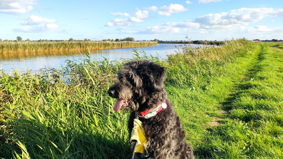 A gorgeous Autumnal afternoon taking the black shuck for a walk along the river. Almost cleared my hangover at the same time  #norfolk #NorfolkSkies #TheBroads