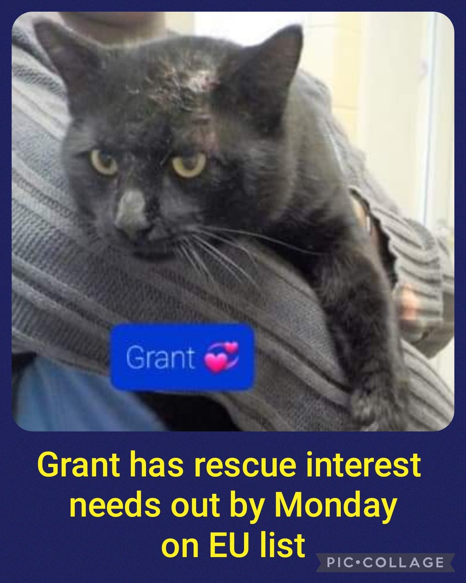 Has rescue interest ‼️‼️

GRANT NEEDS 200.00 in plesgea for vetting tranaport. 

He is the longest cat there is on the EU list for Monday.

Please help save his life.

Russell County-Phenix City AL 

m.facebook.com/story.php?stor…
