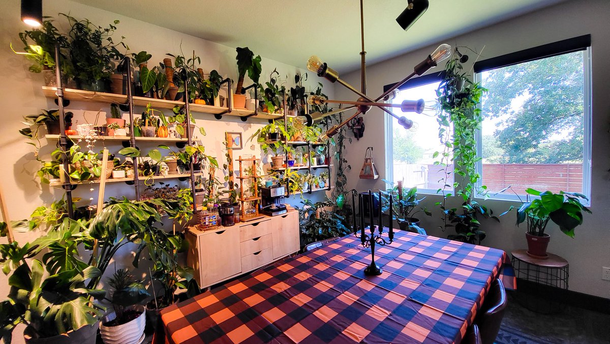 McMintzOfficial's tweet photo. Good #Afternoon from our wall of #exotics ๐
Hope everyone has a badass #Saturday ๐ & to everyone at #TwitchCon2022 stay #safe out there while having a great time! ๐ช
#PlantCollector #Plants #Plant #Collector #Collection #PlantCollection #ThisIsOnlyHalf https://t.co/jvjHPp74BC