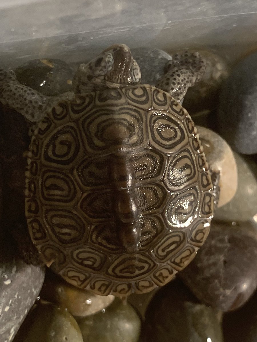 Dian Brannen (@brannen706) on Twitter photo So excited that my SS &I get to be part of <a href="/ProjectTerrapin/">Project Terrapin</a> again this year! #Diamondbackterrapins #wildlifeconservation #TOIS So excited that my SS &I get to be part of <a href="/ProjectTerrapin/">Project Terrapin</a> again this year! #Diamondbackterrapins #wildlifeconservation #TOIS