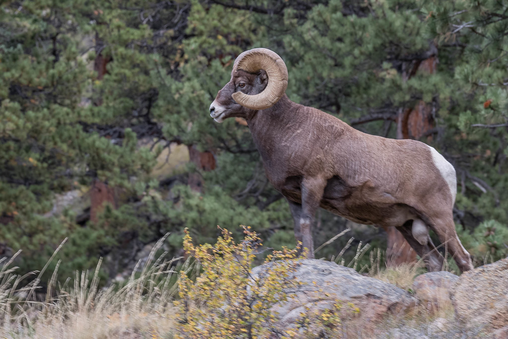 PhotoCal62's tweet image. RMNP Big Horn 10 22, my new picture on #Flickr flic.kr/p/2nRBzbU #Photography