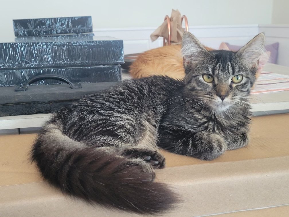 🦁Isabella, 🐈‍⬛Tommy & 🐱Alex tweet media