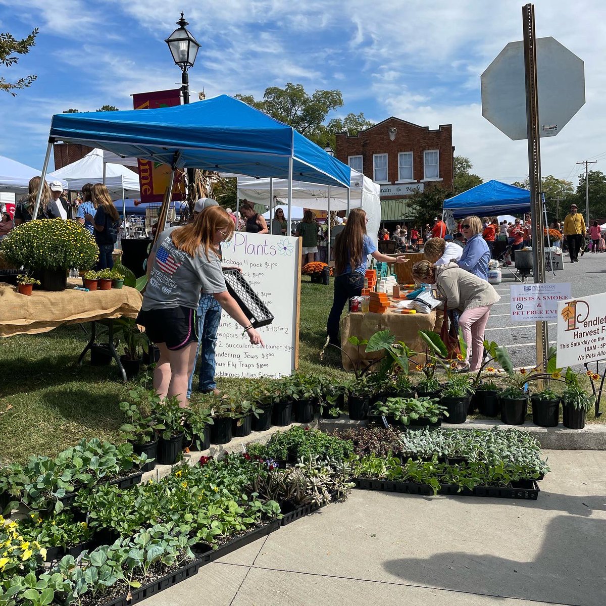 PendletonHigh's tweet photo. Our FFA is hard at work today. Don’t forget to stop by their booth today at the Pendleton Fall Festival accross from The Village Bakery. They are selling raffle tickets, plants, and student made decorations. #seeyouonthegreen #pendletonsc #bestFFA #supportourstudents https://t.co/NiR9fb1CF8