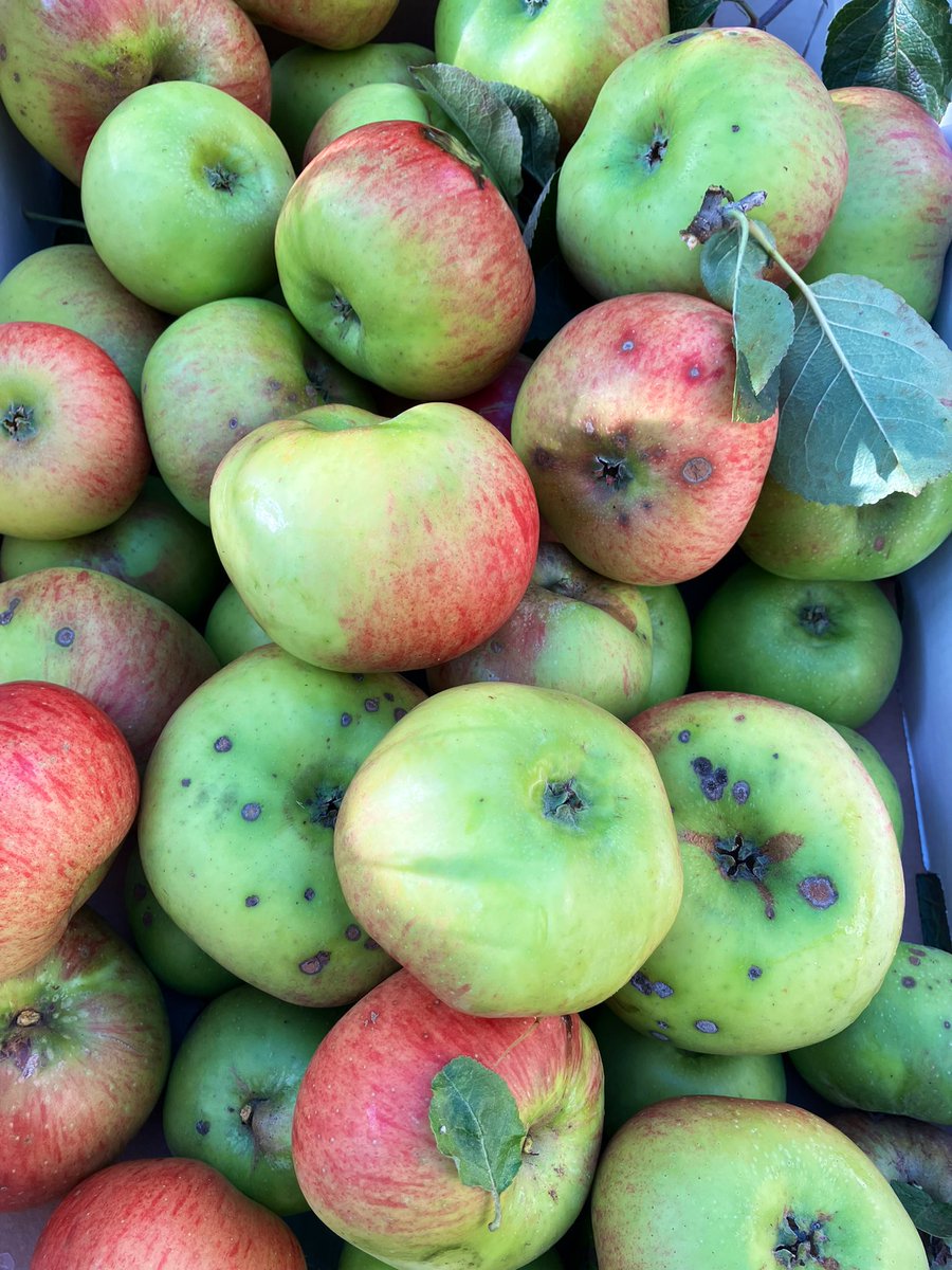 Three big boxes of #bramleyApples from the family tree. 

Need to be sorted, processed then stored or given away; but aren’t these a gorgeous sight? #GardeningTwitter #gyo #apples #harvest #cookingapples