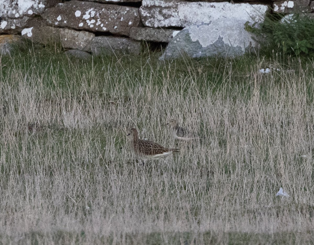 Record shot of todays Buff-breasted Sandpiper at Ottenby, Öland together with a Ruff. #GlobalBigDay #BirdsSeenIn2022
