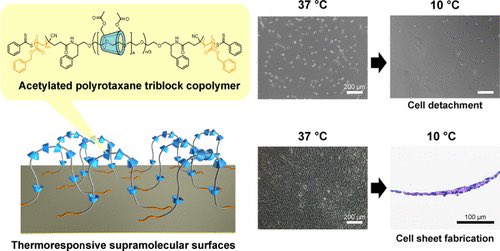 Supramolecular Surface Coatings with Acetylated Polyrotaxane-Based Triblock Copolymers for Thermal Regulation of Cell Adhesion and Fabrication of Cell Sheets
pubs.acs.org/doi/10.1021/ac…