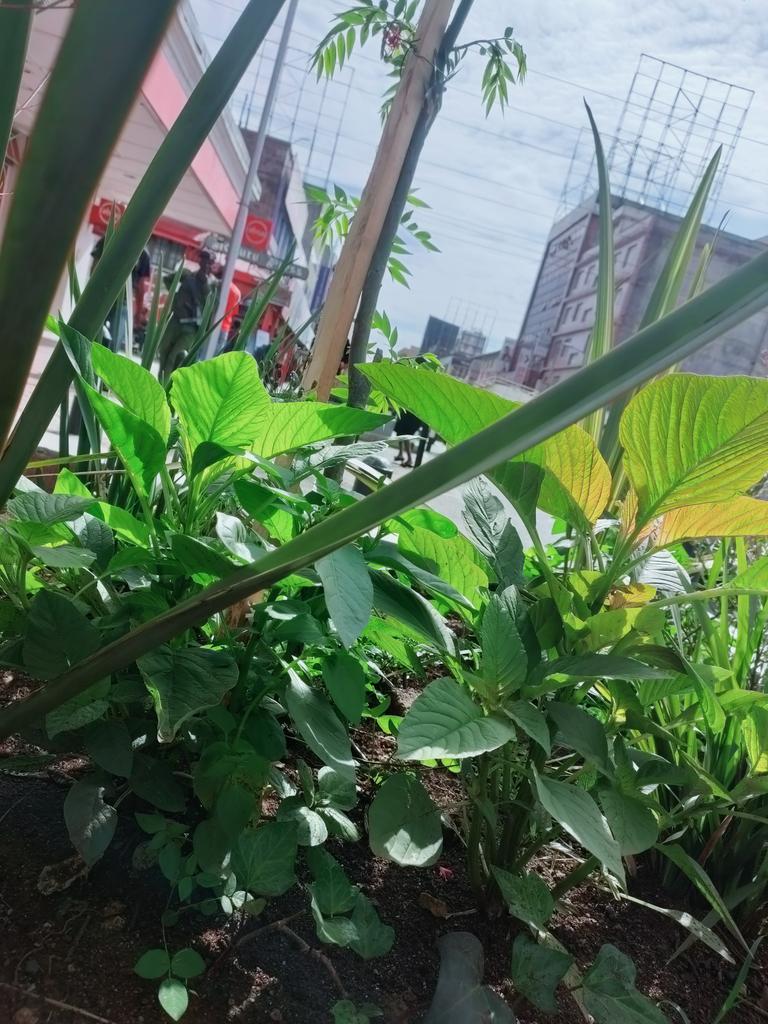 Shades_254's tweet photo. You gotta love Nakuru City. Managu, terere, and Kalonzo 🍉 growing freely along Kenyatta Avenue. https://t.co/YAsahbTbWu