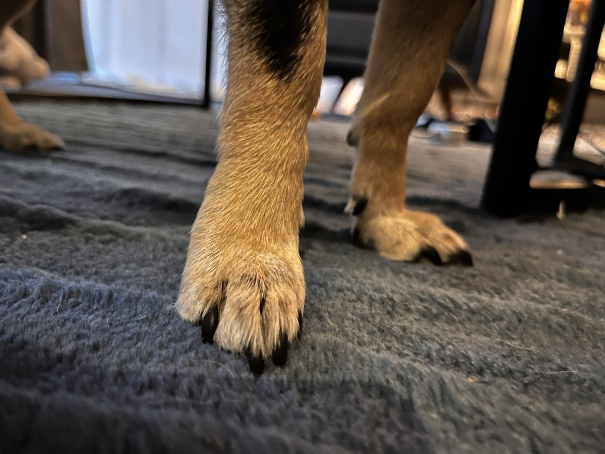 Just some spotty, dainty, paws for #Saturday